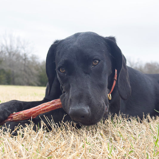 Bully Bites | Texas Beef Bully Treats - 155 Pieces