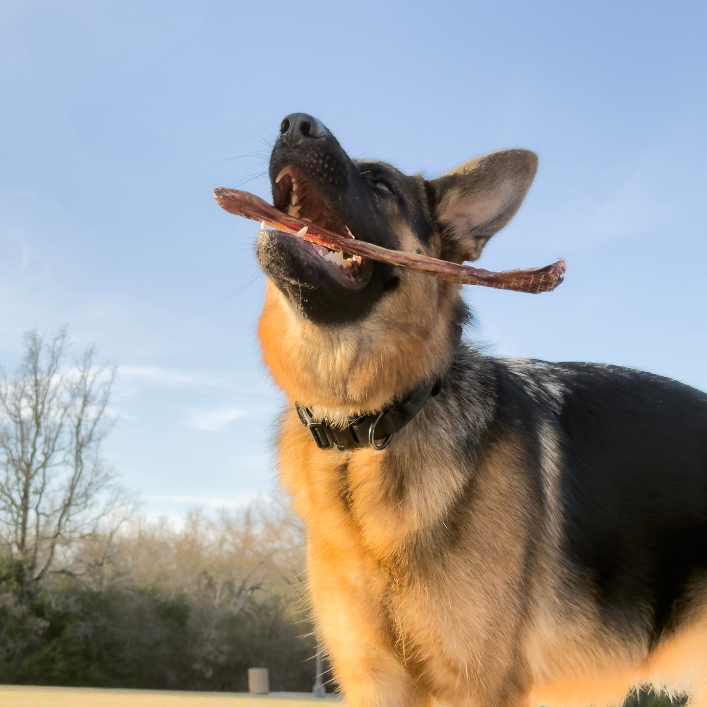 Bully Bites | Texas Beef Bully Treats - 155 Pieces